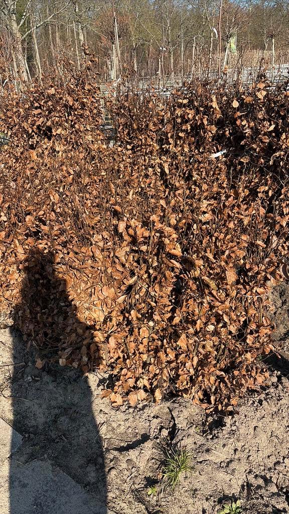 Beukenhaag, Tuin en Terras, Planten | Struiken en Hagen, Beukenhaag, 100 tot 250 cm, Ophalen of Verzenden
