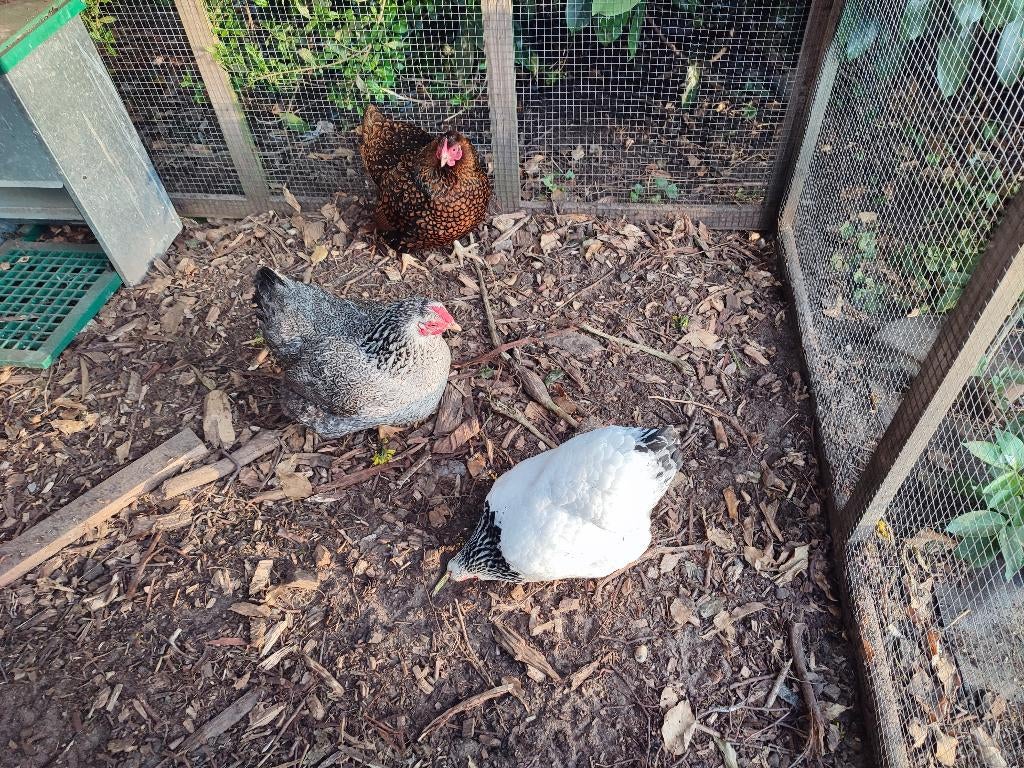 Broedeieren Wyandotte kriel, Dieren en Toebehoren, Pluimvee, Geslacht onbekend, Kip