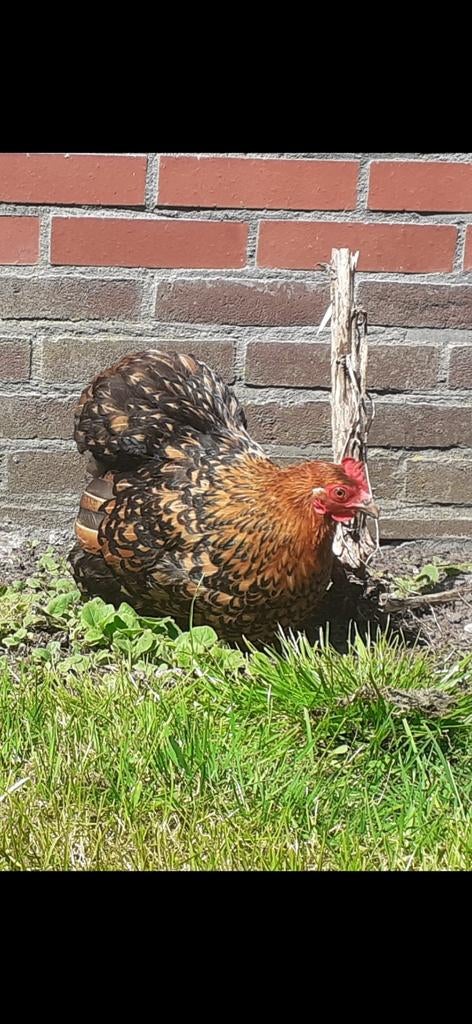 Broedeieren Cochin Goud zwart Gezoomd, Dieren en Toebehoren, Pluimvee, Geslacht onbekend, Kip