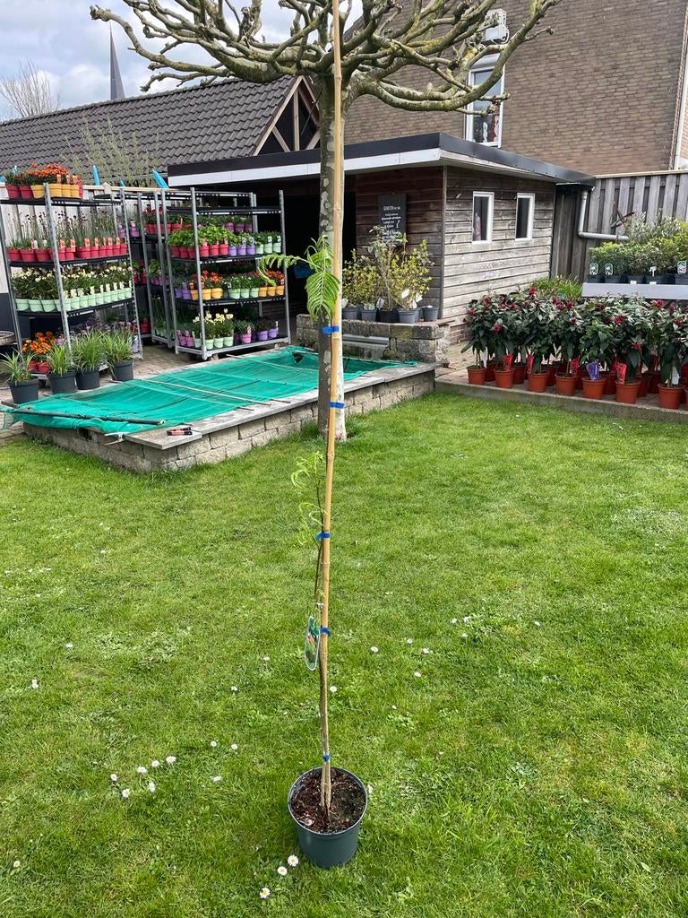 Perzische Slaapboom 'Rosea' - Albizia julibrissin 'Rosea', Tuin en Terras, 100 tot 250 cm, Zomer, Volle zon, In pot