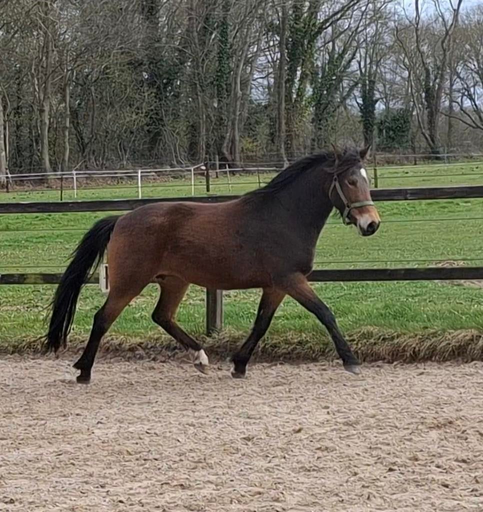 New forest pony met kwaliteit, Dieren en Toebehoren, Pony's, Merrie, 3 tot 6 jaar