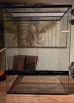 Glazen terrarium 60x40x80 (bxdxh), Dieren en Toebehoren, Ophalen, Nieuw, Terrarium of Paludarium