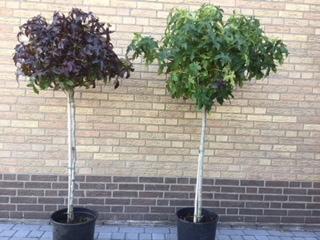 Bolbomen, staan in pot, Tuin en Terras, Zomer, Ophalen, Volle zon, In pot