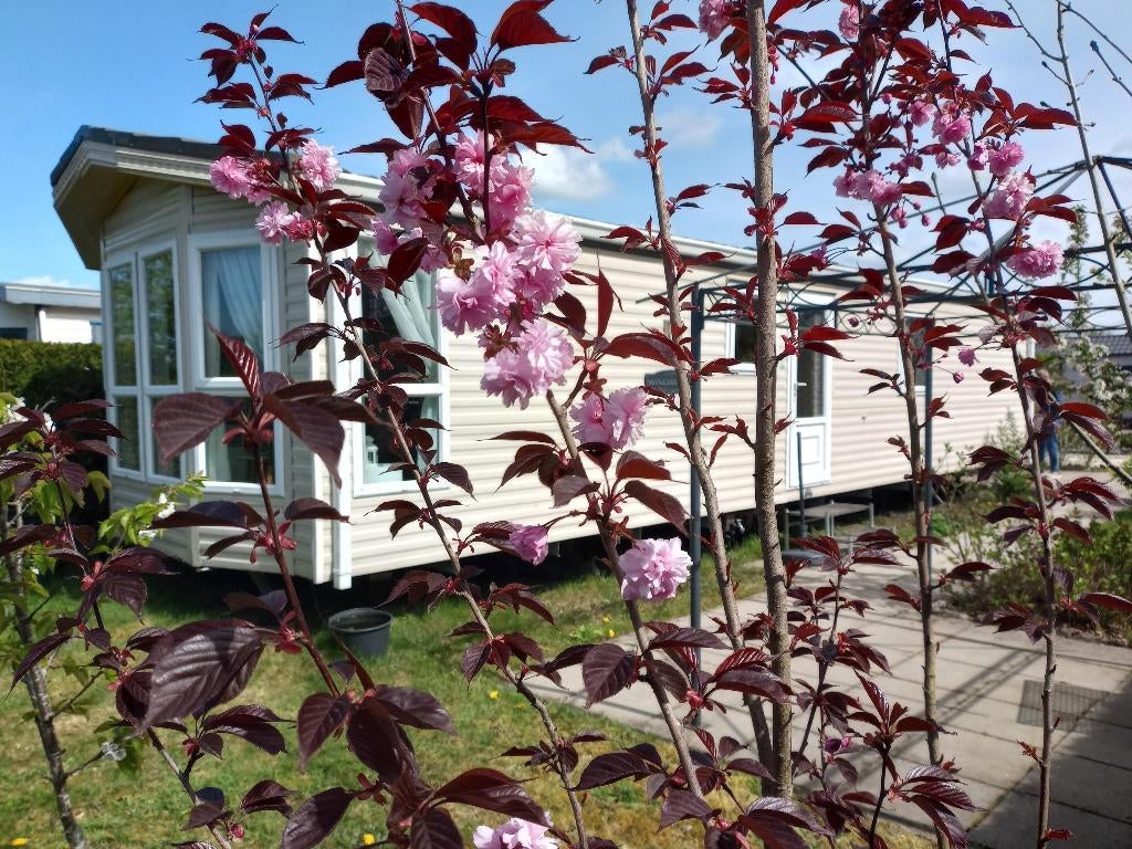Luxe stacaravan in Wouwse Plantage West-Brabant., Caravans en Kamperen, Tot en met 4