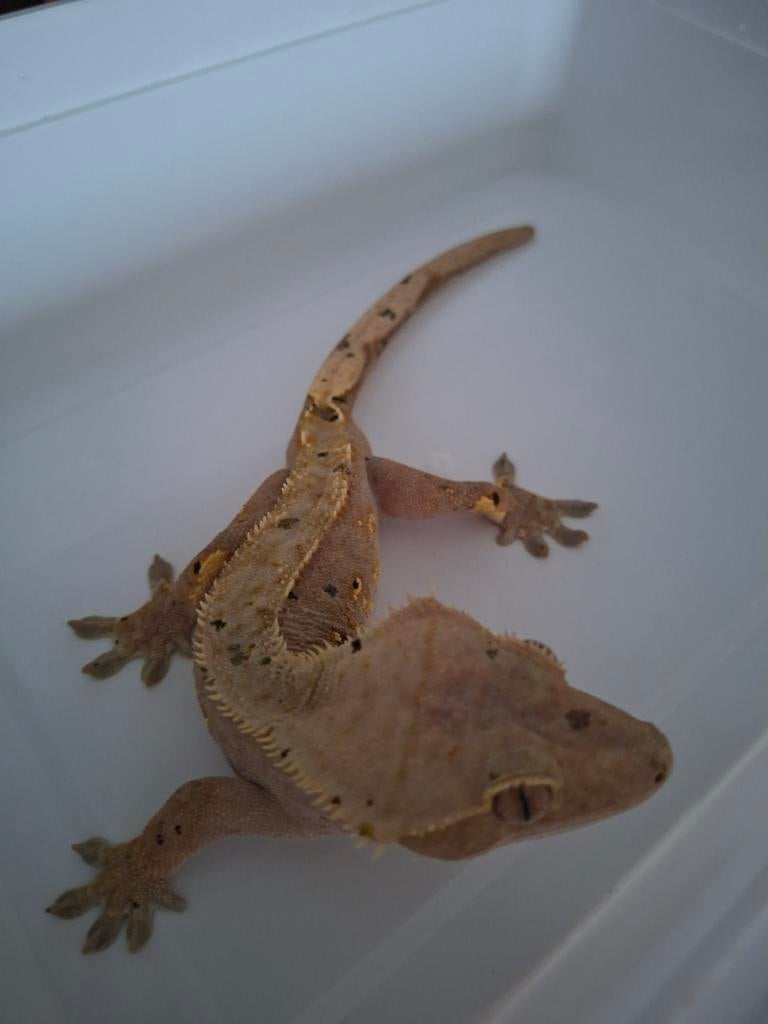 Wimpergekko's, Dieren en Toebehoren, Reptielen en Amfibieën, Hagedis, 3 tot 6 jaar