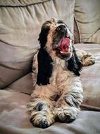 Cocker Spaniel pup, Dieren en Toebehoren, 15 weken tot 1 jaar, Reu, Parvo, Eén hond