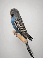 Blackface split blackwing koppel, Dieren en Toebehoren, Meerdere dieren, Parkiet, Geringd