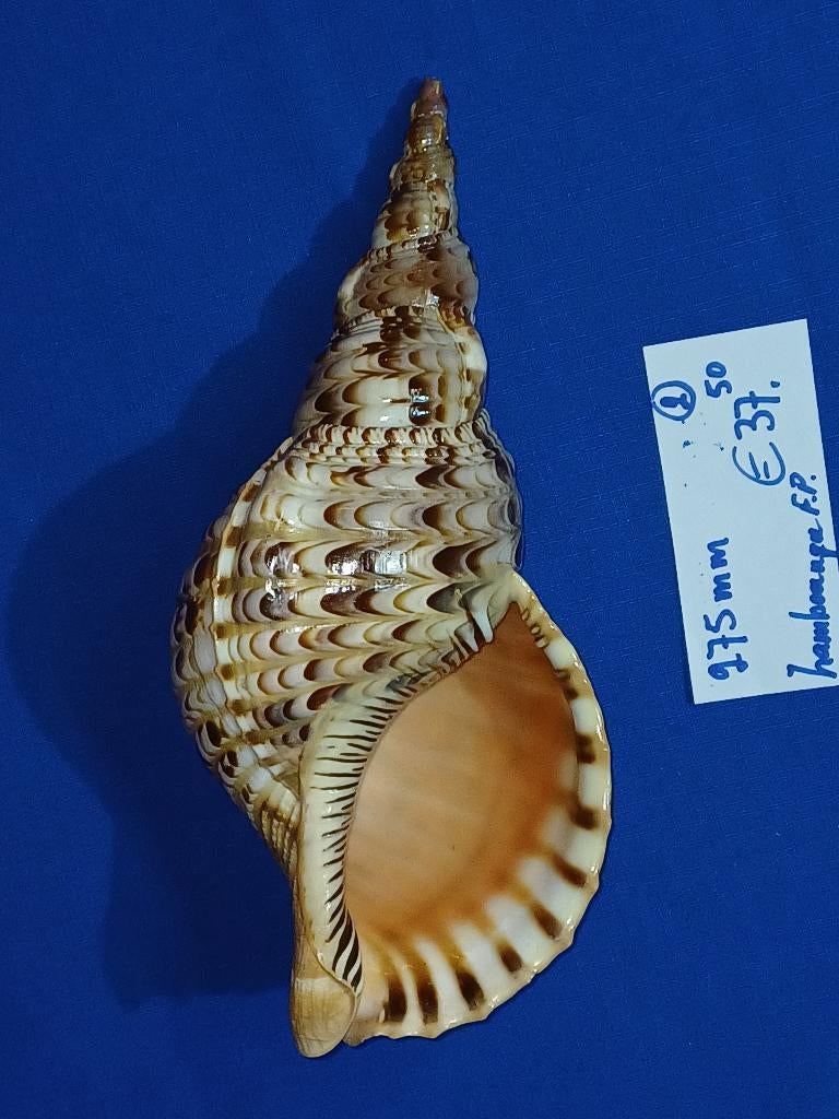 Schelpen, Charonia tritonis, Ophalen of Verzenden, Schelp(en)