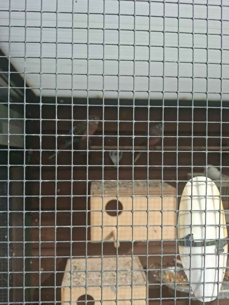 2 koppels bourkes parkieten, Dieren en Toebehoren, Vogels | Parkieten en Papegaaien, Meerdere dieren, Parkiet