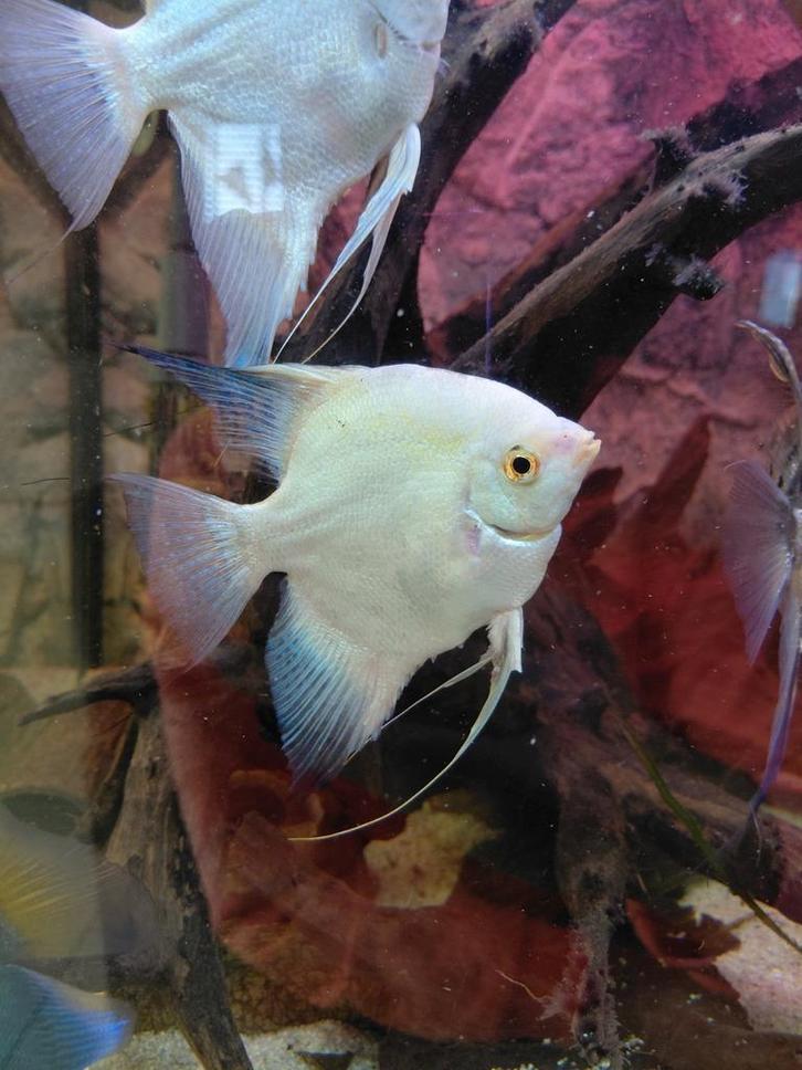 Maanvissen bulgarian sealpoint, Dieren en Toebehoren, Vissen | Aquariumvissen, Vis