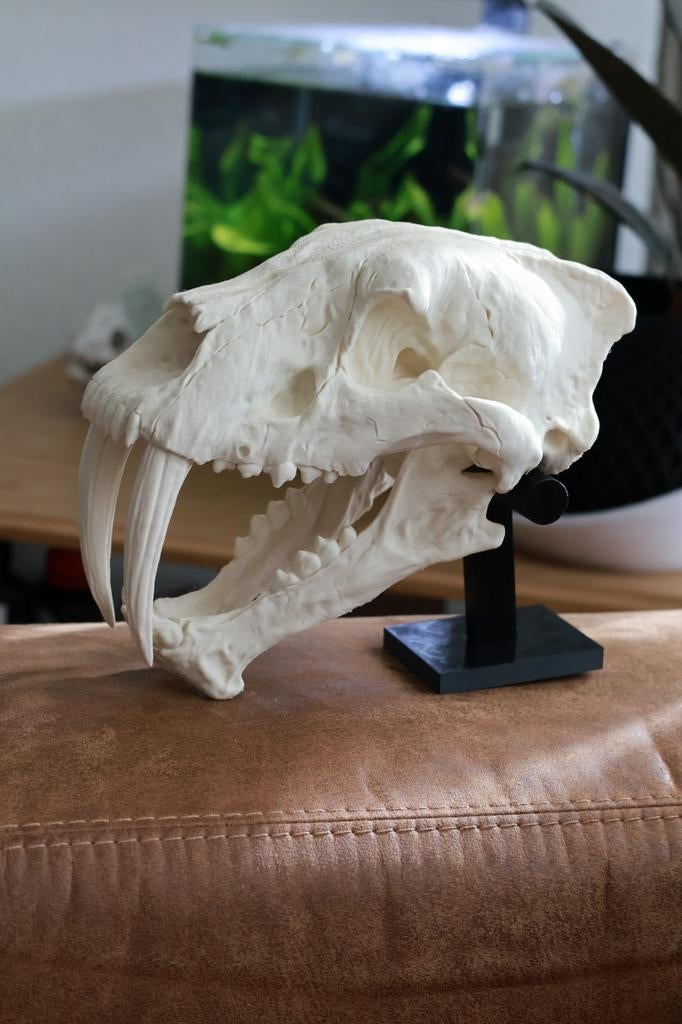 3D geprinte replica sabeltandtijger schedel, Verzamelen, Ophalen of Verzenden, Nieuw, Schedel