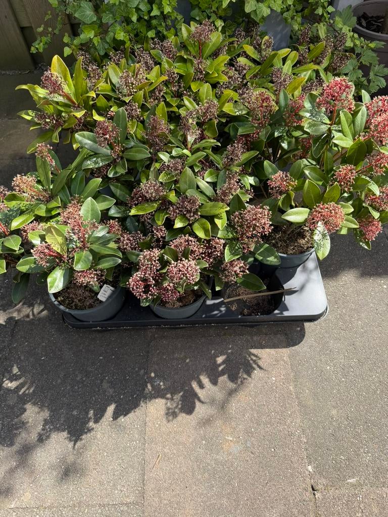 Skimmia, Tuin en Terras, Ophalen, Eenjarig, Groenteplanten, Volle zon