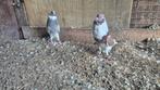 Te koop akeband koppel duiven, Dieren en Toebehoren, Meerdere dieren, Overige soorten