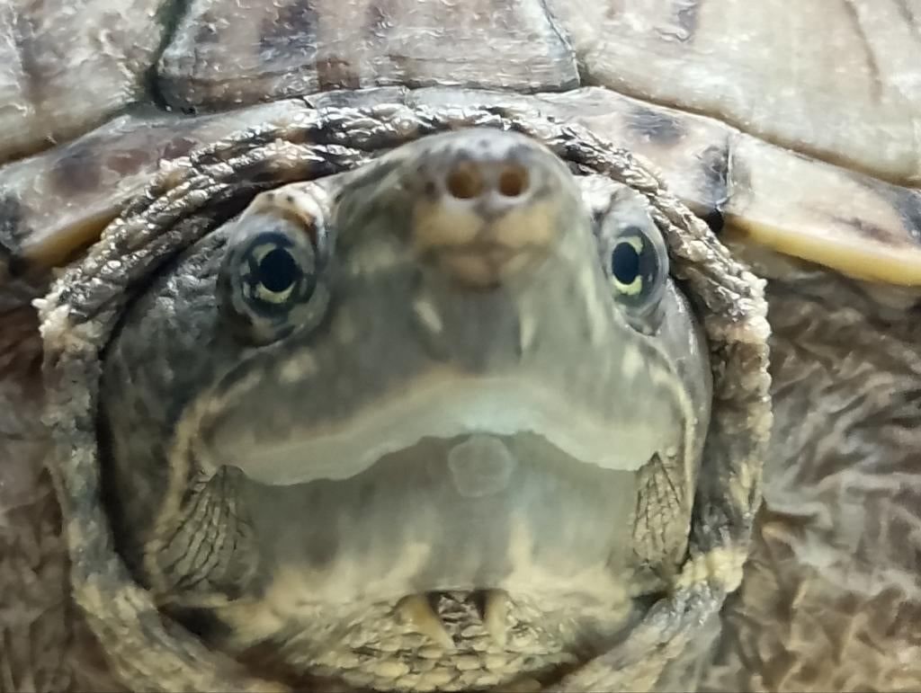 Gezonde Muskusschildpad (dame, 3j) Zoekt ruim verblijf, Dieren en Toebehoren, Reptielen en Amfibieën, Schildpad, 0 tot 2 jaar