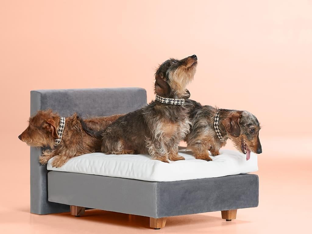 Honden / katten boxspring swiss sense, Ophalen