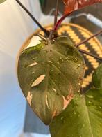 Philodendron Red Anderson - 12cm pot, prachtige kamerplant, Overige soorten, In pot, Minder dan 100 cm, Groene kamerplant