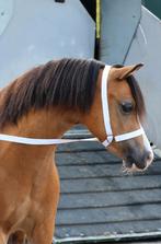 Knappe welsh A merrie (koop of bruikleen), Dieren en Toebehoren, Pony's, Merrie, Met stamboom, 3 tot 6 jaar, B pony (1.17m tot 1.27m)