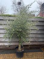 Grote Olijfboom - Potmaat 45cm, Hoogte 180cm, Tuin en Terras, Planten | Tuinplanten, Volle zon, Vaste plant, Lente, Ophalen