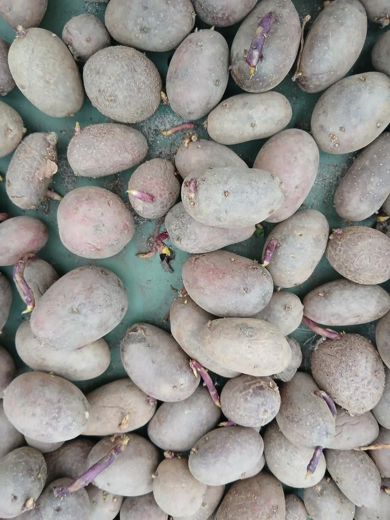 Alouette pootaardappelen, Tuin en Terras, Ophalen, Volle zon