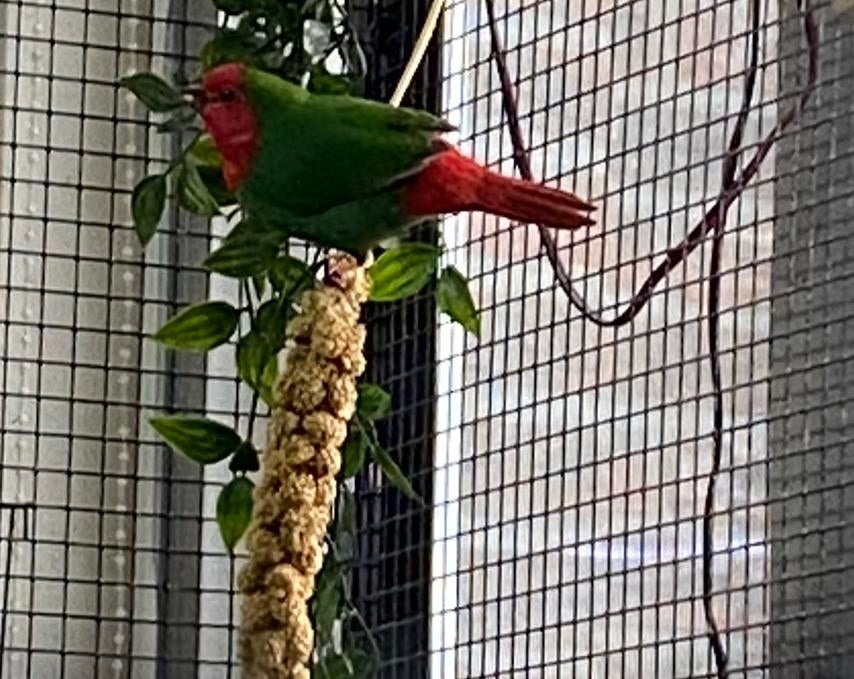 Roodkop papegaai amadine Split Lutino, Dieren en Toebehoren, Vogels | Parkieten en Papegaaien, Mannelijk