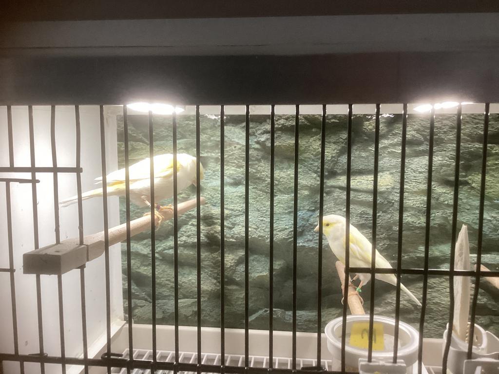 Mozaïek kanarie, Dieren en Toebehoren, Vogels | Kanaries, Meerdere dieren, Kleurkanarie