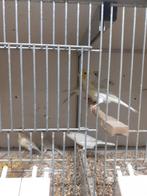 agaat opaal geel mozaïek kanarie koppels., Dieren en Toebehoren, Vogels | Kanaries, Meerdere dieren, Kleurkanarie