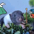 ❤️🐀Tamme Baby Dumbo Ratjes met Stamboom🧬, Dieren en Toebehoren, Knaagdieren, Rat, Februari, Meerdere dieren, Tam