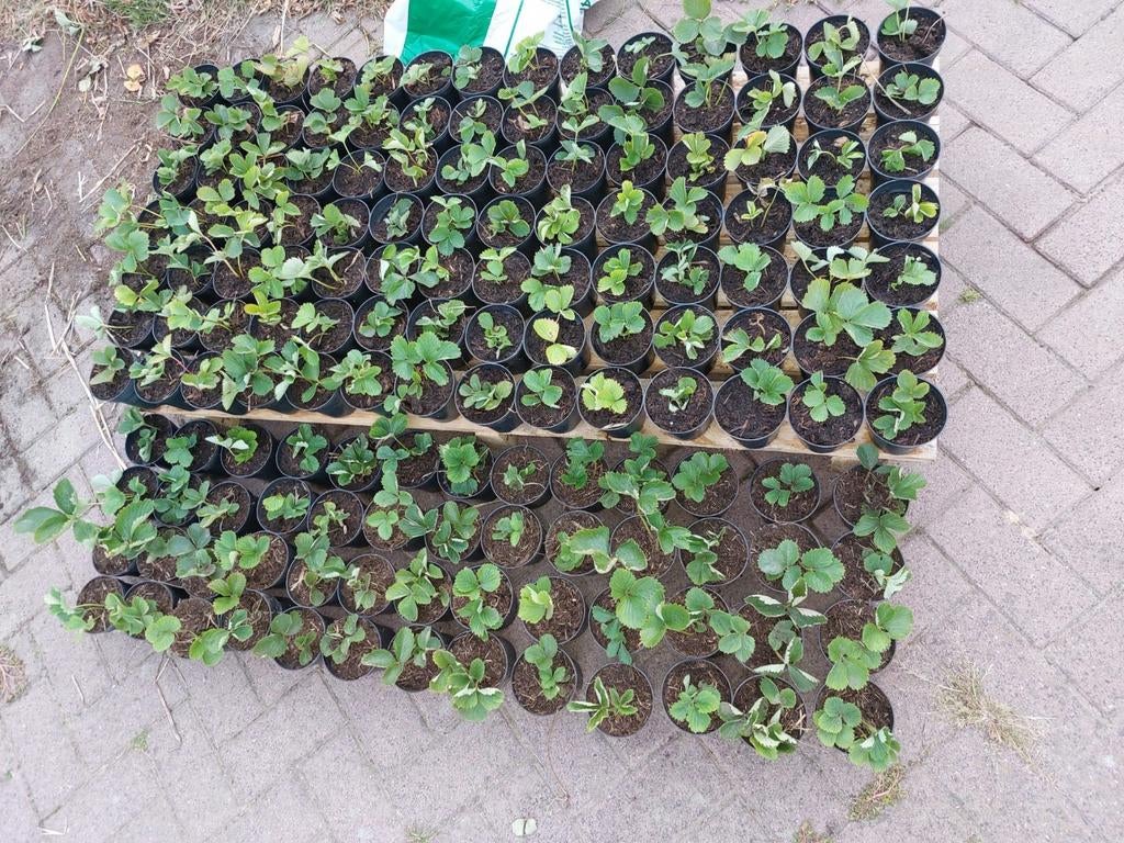 Aardbeien plantjes, Tuin en Terras, Ophalen, Zomer, Fruitplanten, Volle zon