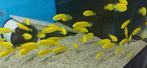 Labidochromis caeruleus yellow kakusa, Vis