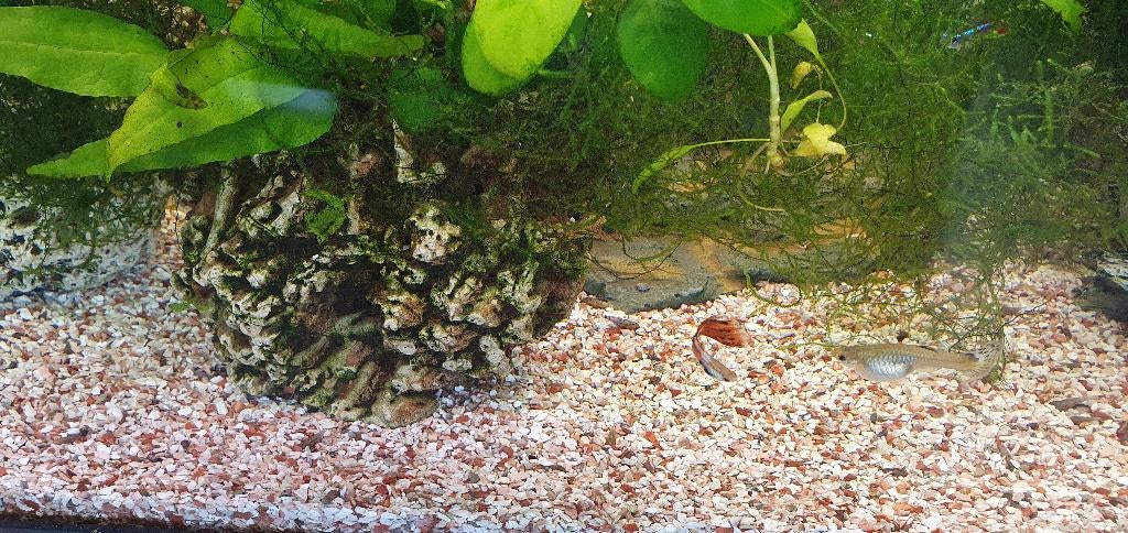 Guppen, Dieren en Toebehoren, Vissen | Aquariumvissen, Vis