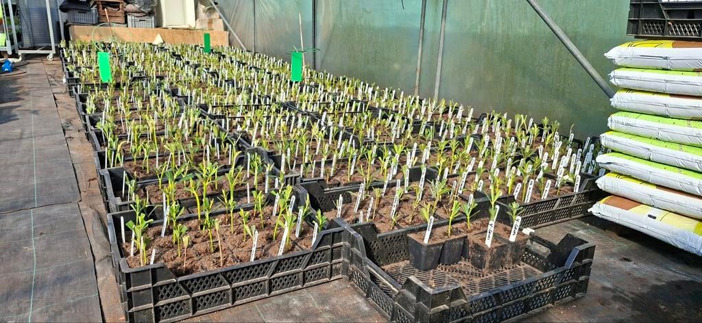 Oleander planten van eigen kwekerij uit het Limburgse Hunsel, Tuin en Terras, Overige soorten, Volle zon, Vaste plant, Ophalen of Verzenden