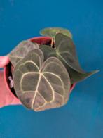 Anthurium Clarinervium, Huis en Inrichting, Ophalen of Verzenden, Halfschaduw, Minder dan 100 cm