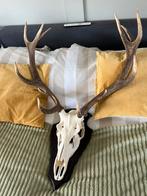 Schitterend hertengewei, Ophalen, Zo goed als nieuw