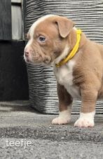 Prachtige american pocket bully,s pups, Dieren en Toebehoren, Parvo, Overige rassen, 8 tot 15 weken, Meerdere