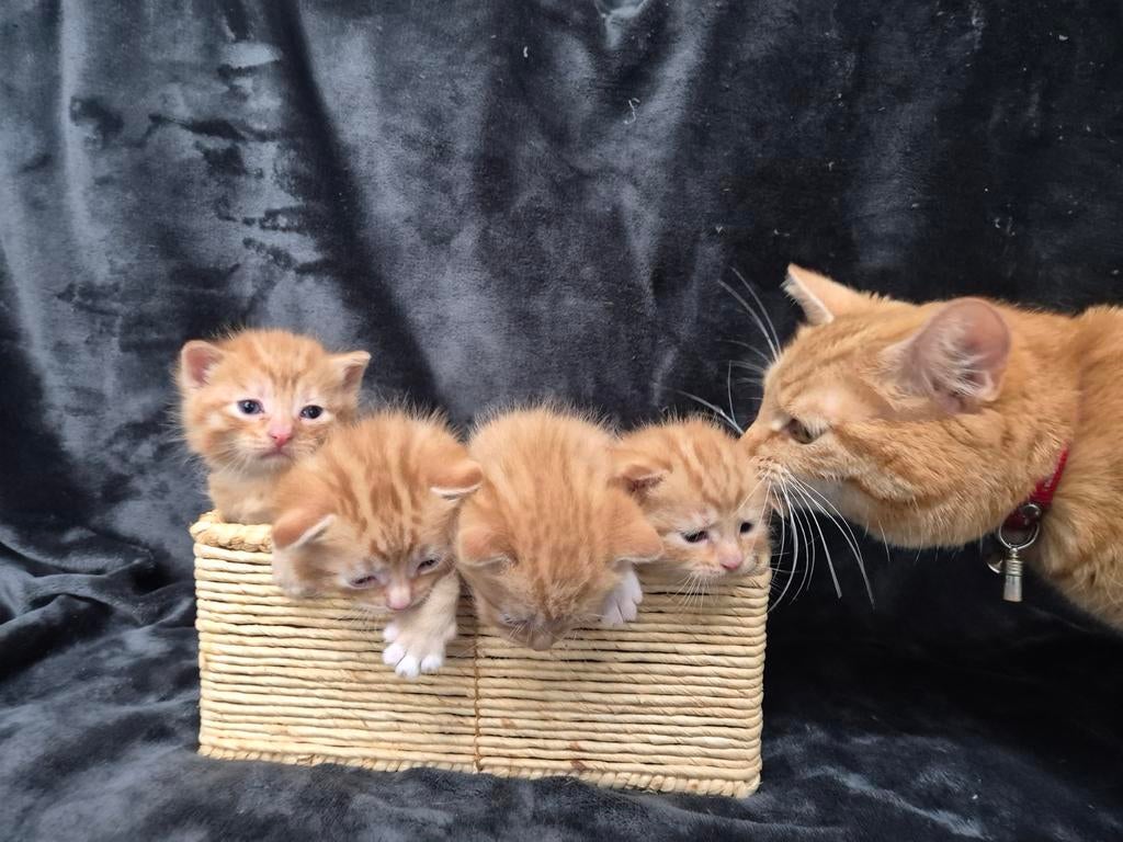 Kittens van een Ragdoll x Britse korthaar x Noorse boskat., Dieren en Toebehoren, Katten en Kittens | Raskatten | Langhaar, Meerdere dieren