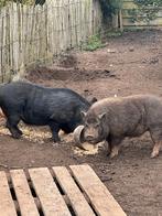 Göttinger varkens, Dieren en Toebehoren, Schapen, Geiten en Varkens, Mannelijk, Varken, 0 tot 2 jaar
