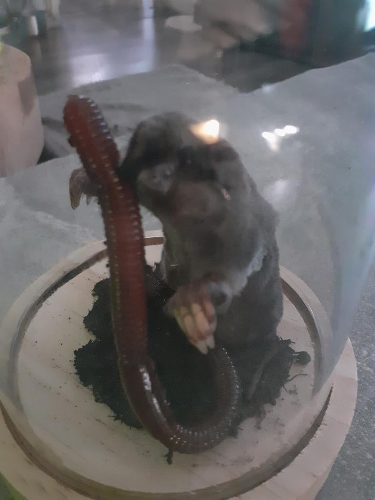 Taxidermie,Taxidermy,opgezette "mol " met worm (recent)SALE, Verzamelen, Dierenverzamelingen, Ophalen of Verzenden, Nieuw, Wild dier