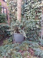 Leuke Industriële look tuinplant draadmand/vorstvrije pot, Tuin en Terras, Planten | Tuinplanten, Ophalen, Overige soorten, Volle zon