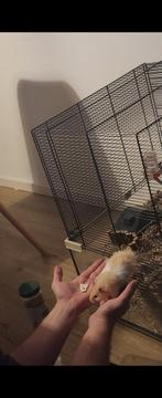 Goud hamster met hok, Zo goed als nieuw, 75 tot 110 cm, Ophalen, Minder dan 60 cm