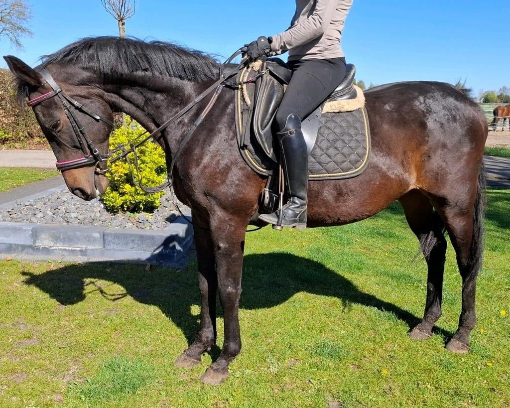 Brave 14 jr E pony/klein paard 1,56 m(recreatie-manege), 11 jaar of ouder, Recreatiepony, Merrie, E pony (1.48m - 1.57m)