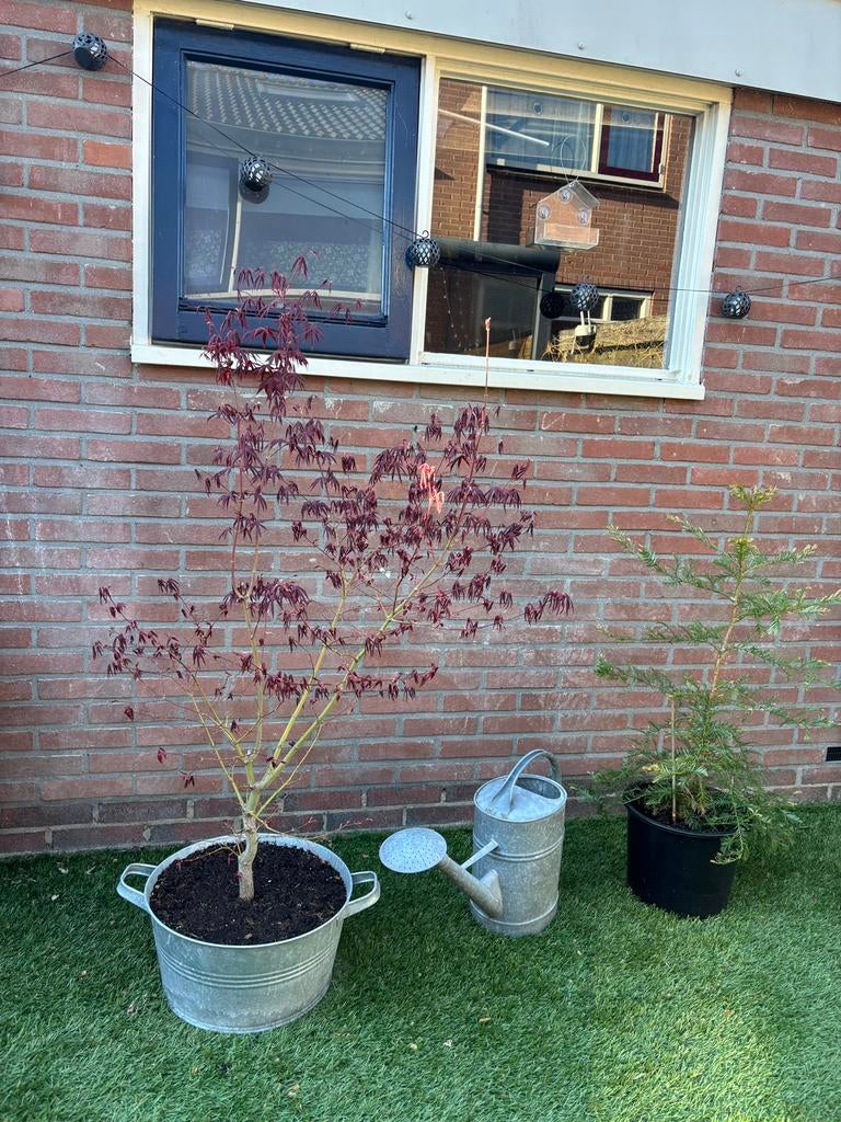 Japanse rode esdoorn, Tuin en Terras, Planten | Bomen, Ophalen, In pot, 100 tot 250 cm