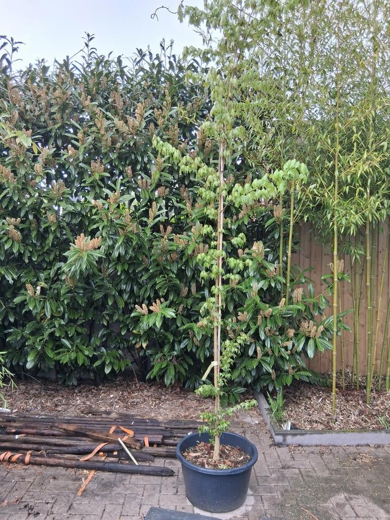 Acer buergerianum drietand esdoorn in kuip, Ophalen, Bloeit niet, Halfschaduw, Overige soorten