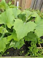 Wie heeft er nog een paar broedknollen van de yacon, ookwel, Ophalen of Verzenden, Volle zon