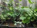 Gingko ginkgo biloba zaad/zaden vers geoogst., Ophalen of Verzenden, Volle zon, Overige soorten, Minder dan 100 cm