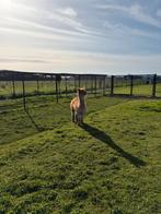 Alpaca hengst, Dieren en Toebehoren, Overige Dieren, Augustus, Mannelijk
