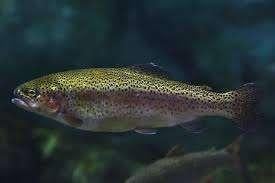 Regenboogforel - Forel  - Oncorhynchus mykiss  – Koidreams, Overige soorten