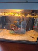 Aquarium, Dieren en Toebehoren, Vis