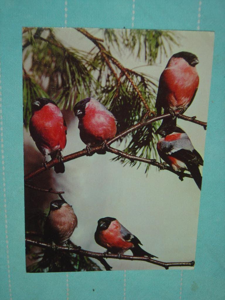 8) Kleuren ansichtkaart Kleine vogel, Ophalen of Verzenden, 1960 tot 1980, Gelopen, Vogel