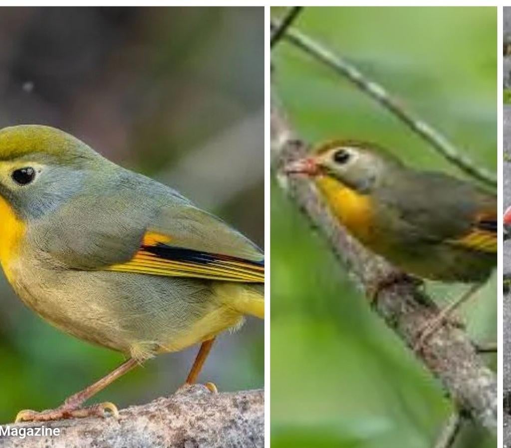 Japanse nachtegaal koppel, Dieren en Toebehoren, Meerdere dieren