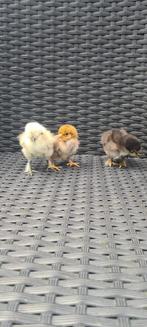 kuikens, Dieren en Toebehoren, Pluimvee, Meerdere dieren, Kip